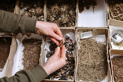 Sorting seeds for the RHS Members’ Seed Scheme