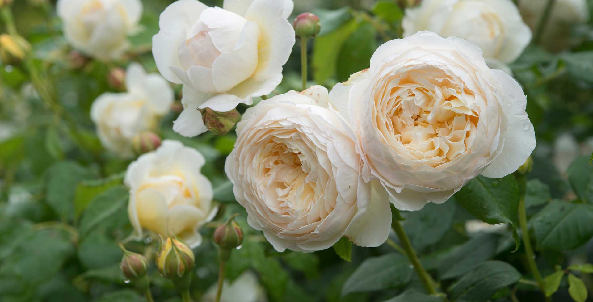 Shrub roses / RHS Gardening