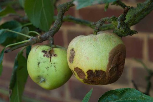 apple brown rot