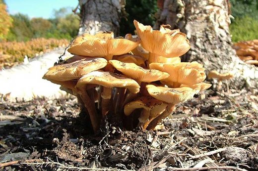 honey fungus toadstools