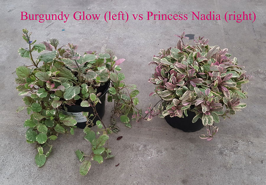 Ajuga 'Burgundy Glow' and Princess Nadia (Piotrek01)