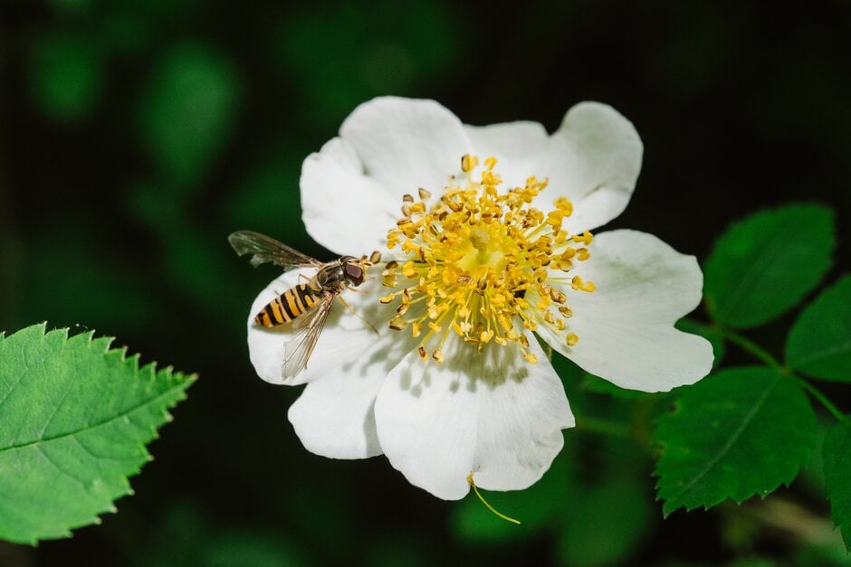 Marmalade hoverfly (<em>Episyrphus balteatus</em>) on a dogrose (<em>Rosa canina</em>), RHS / Georgi Mabee