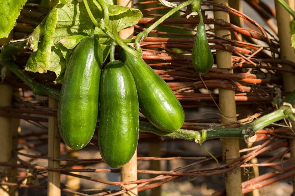 Cucumber 'Mini Munch'