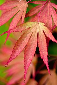 The Acer's beautiful autumn leaves