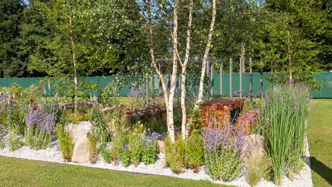 A charming palette of purple, blue and pink flowers sway gently in the breeze beneath the fluttering leaves of birches.