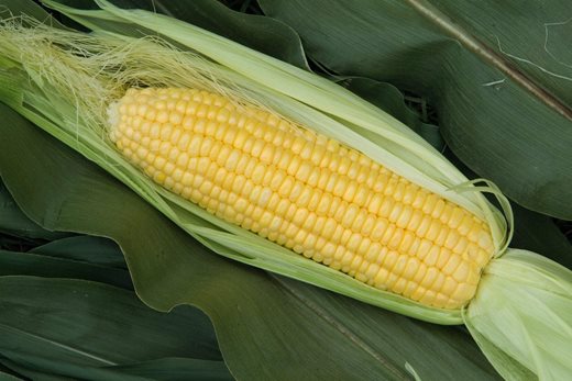 Sweetcorn 'Mirai 003'