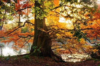 Metasequoia glyptostroboides, the dawn redwood, at RHS Wisley