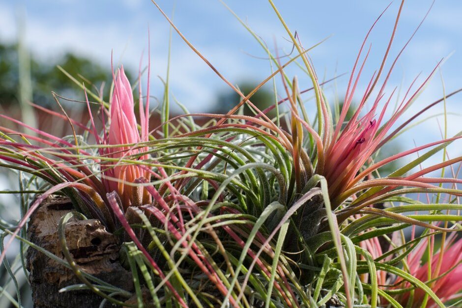 Tillandsia (air plants), glasshouse trial | RHS Plant Trial / RHS
