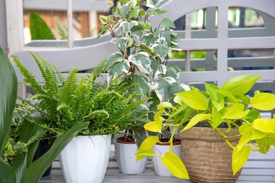 Best houseplants for dark and shady rooms / RHS Gardening