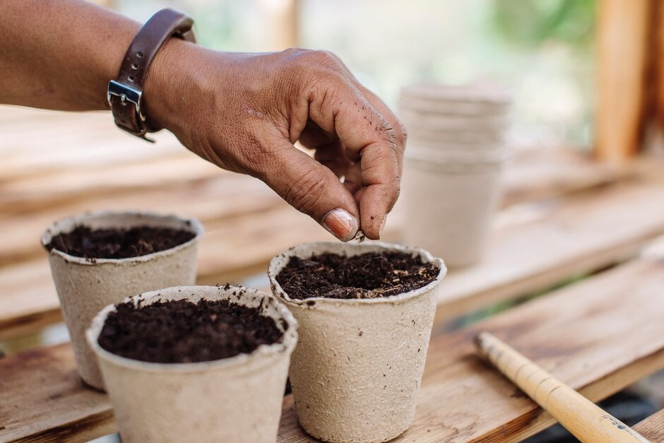 Where you can, use biodegradable or recyclable containers when sowing seeds indoors