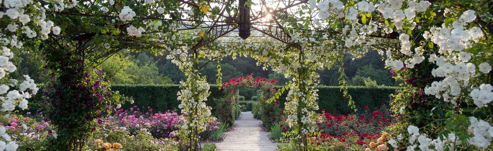 photograph of the garden