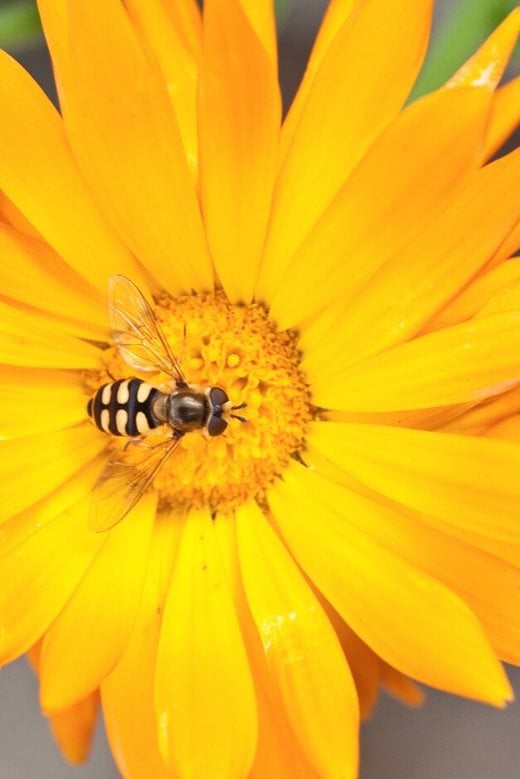 Hoverfly on Calendula officinalis
