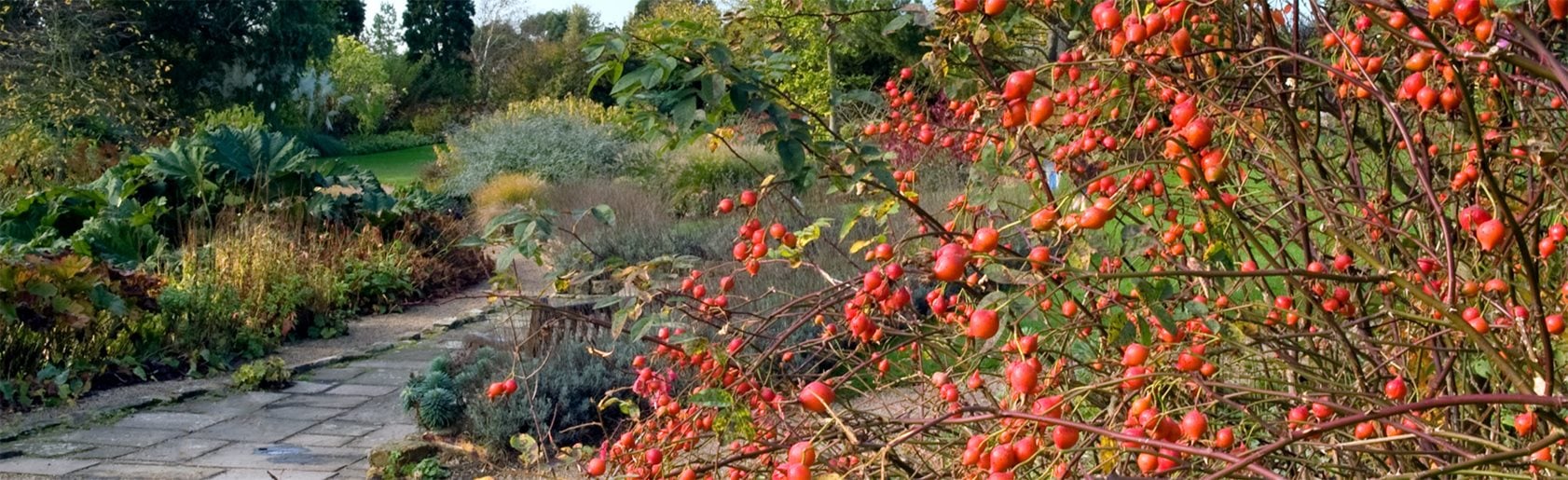 photograph of the garden