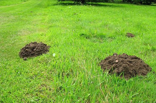 molehills in lawn