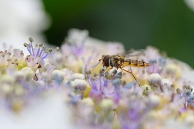 Hoverfly on a hydrangea flowerhead