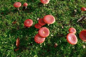 Fly agaric as flattened cap