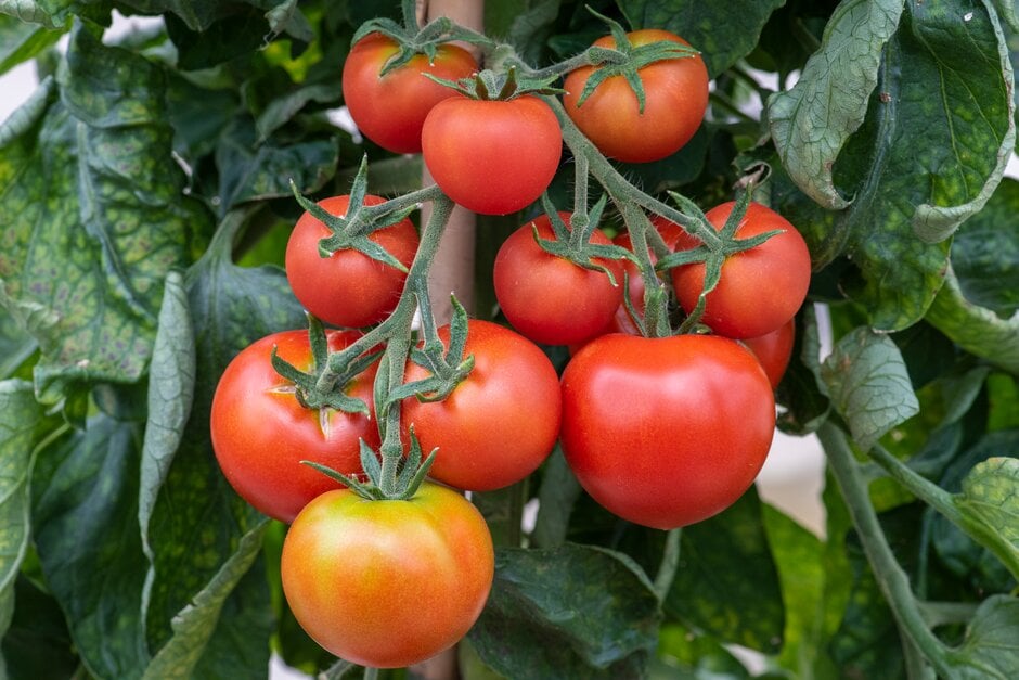 A truss of fruits on tomato 'Alicante'