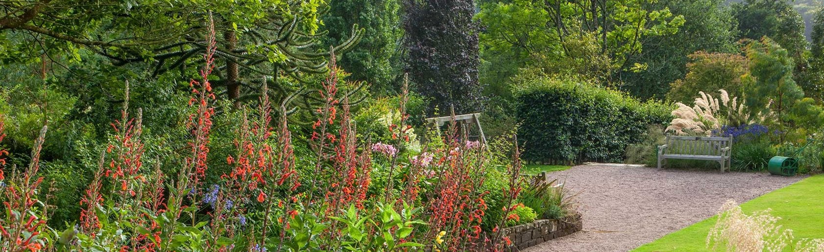 photograph of the garden