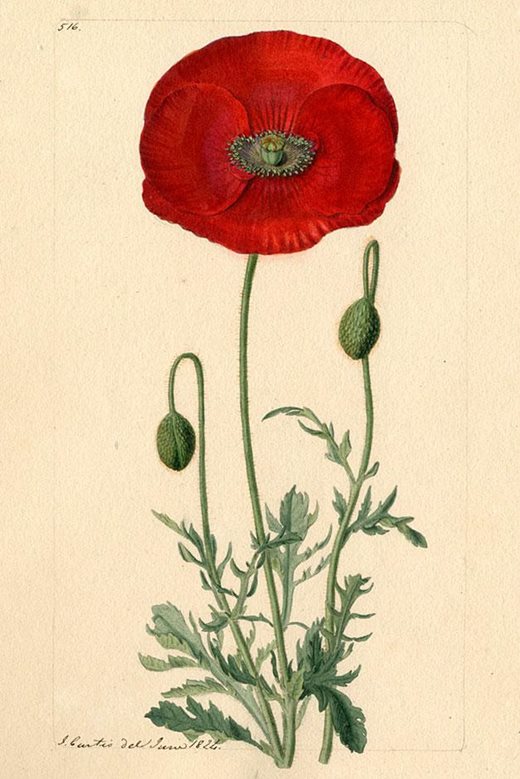 Poppy from a watercolour by John Curtis, 1824, produced for Curtis’s Botanical Magazine