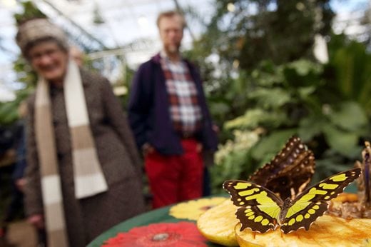 Visitors enjoying Butterflies in the Glasshouse