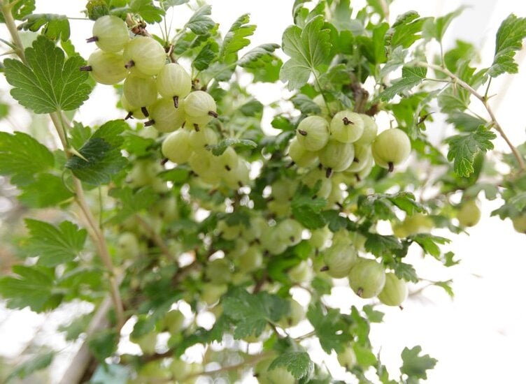 If your plant produces lots of small fruits, try spur pruning for larger, more luscious berries   