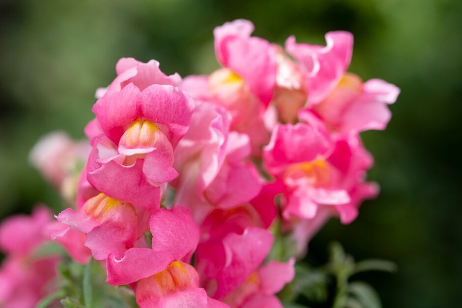 Display of snapdragons