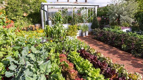 Get your greens here! As this picture shows, leafy greens aren't just healthy, they look amazing as they grow.
