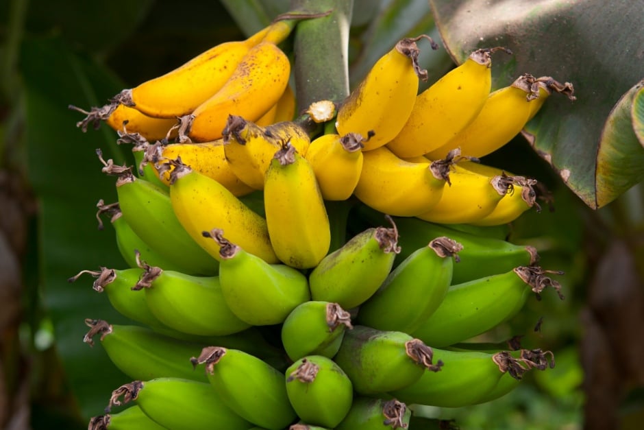 Musa acuminata 'Dwarf Cavendish'