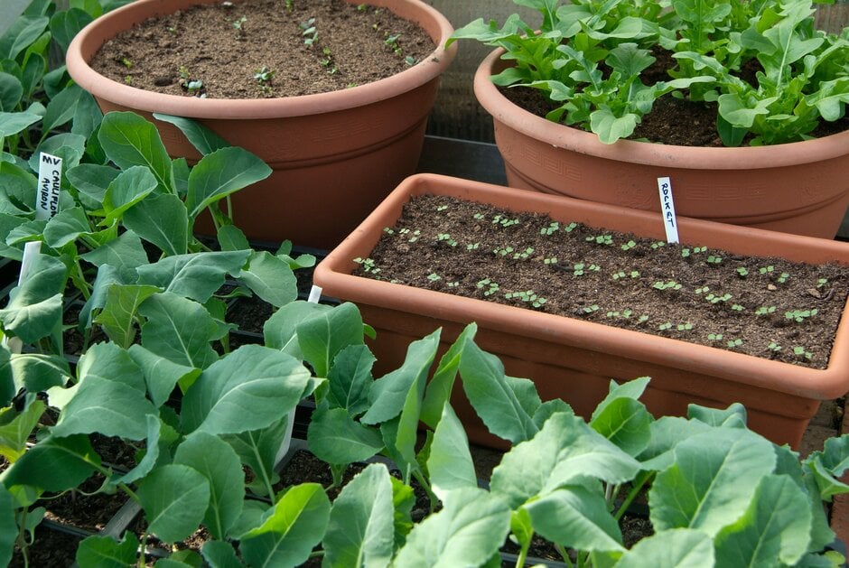 Vegetables growing in pots