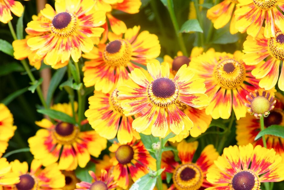 Bright orange heleniums in border