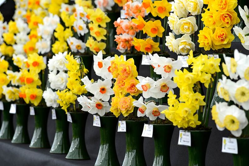 The award winning Narcissus (daffodils) on display
