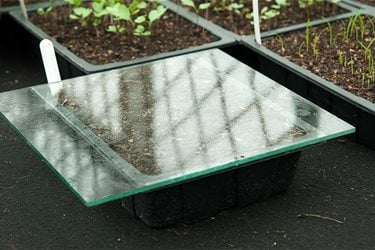 seed tray under glass