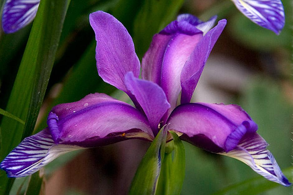 Growing irises Iris growing tips from Doddington Hall / RHS Gardening