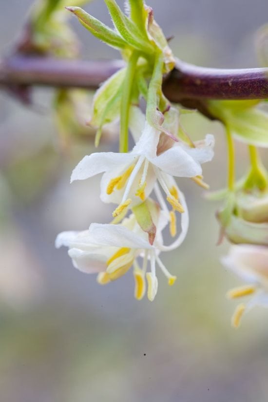Why you need a shrubby honeysuckle in your garden / RHS Gardening