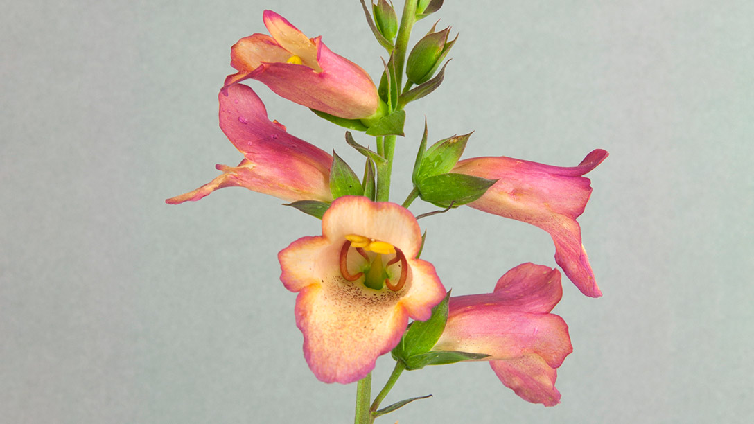 Digitalis × valinii Illumination Series ILLUMINATION PINK (‘Tmdgfp001