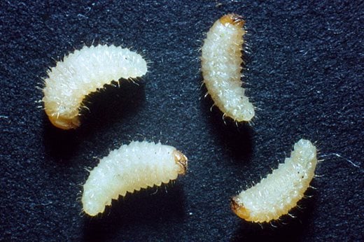Vine weevil larvae
