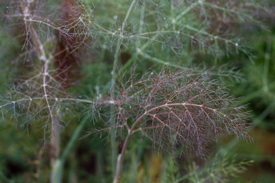 The feathery purple foliage of bronze fennel