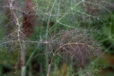 Bronze fennel foliage