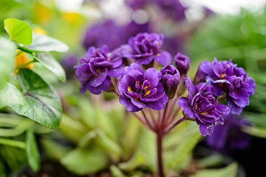 Primula 'Strong Beer'