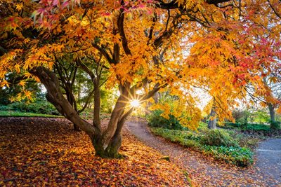 Light through autumn trees scene