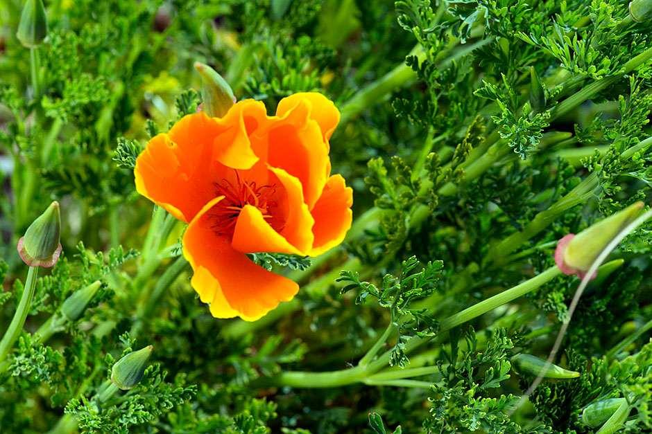 Californian poppy