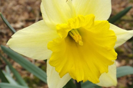 Narcissus 'Van Waverens Giant'