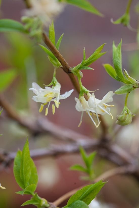 Why you need a shrubby honeysuckle in your garden / RHS Gardening