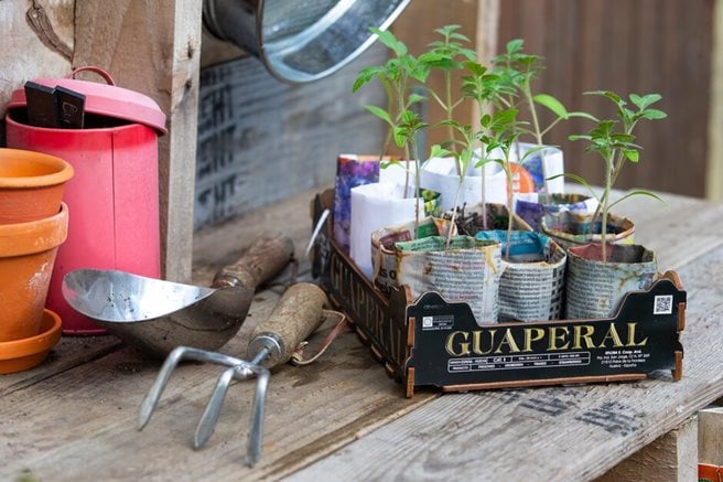 Tomato seedlings in homemade paper pots