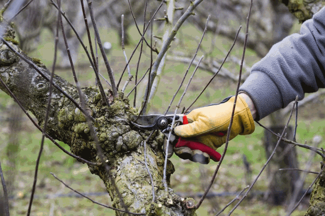 An RHS gardener prunes an apple tree in winter using secateurs