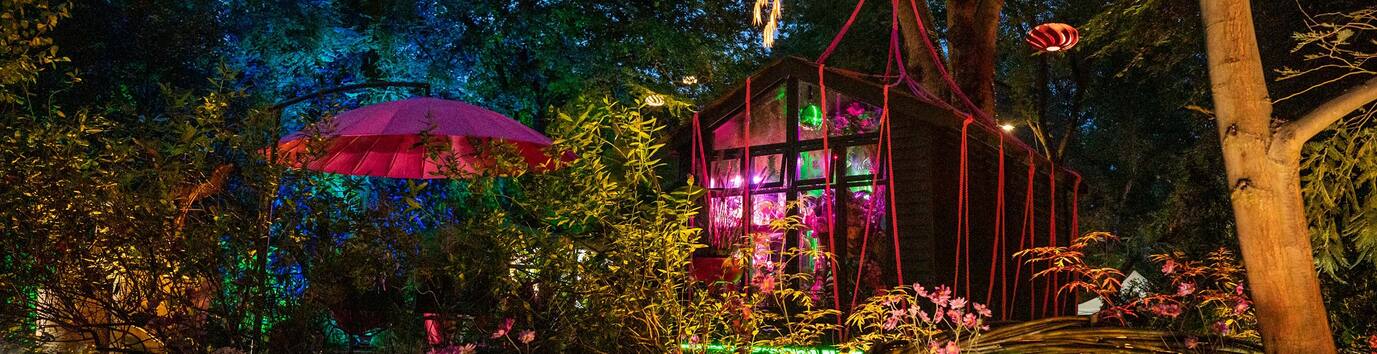 Trees lit up with festive lights