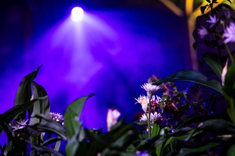 Close up of planting on RHS Urban Forest Garden