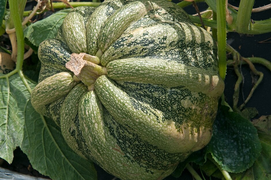 Winter squash 'Zucca da Marmellata' at Wisley
