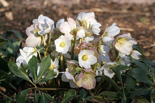 joint hellebore