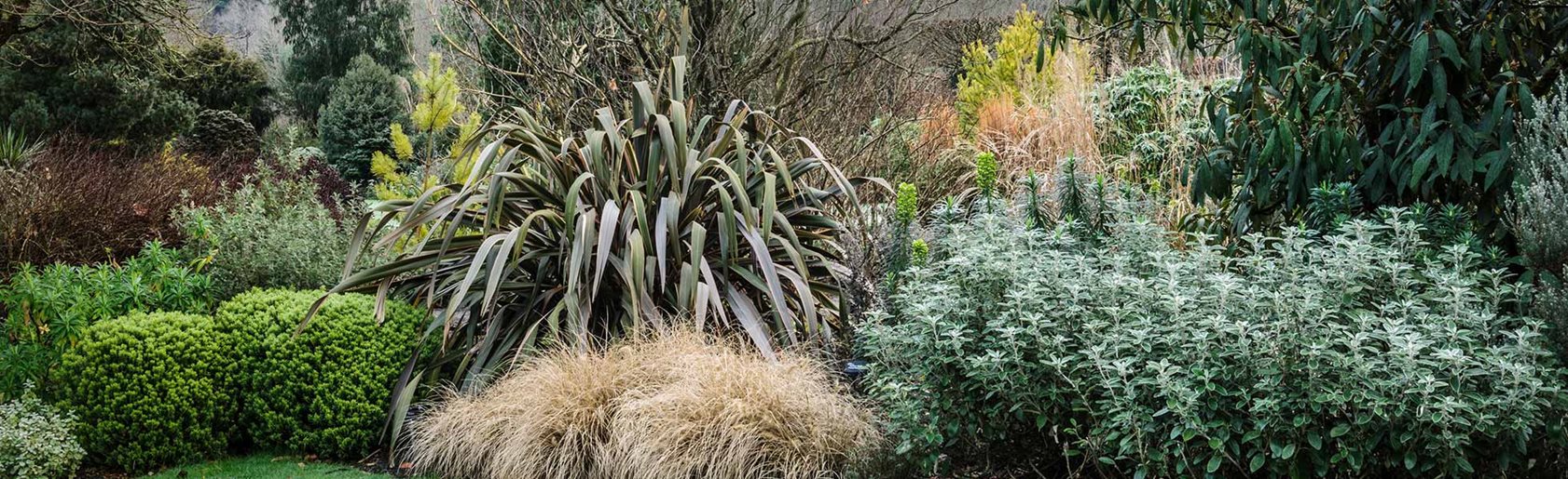 photograph of the garden